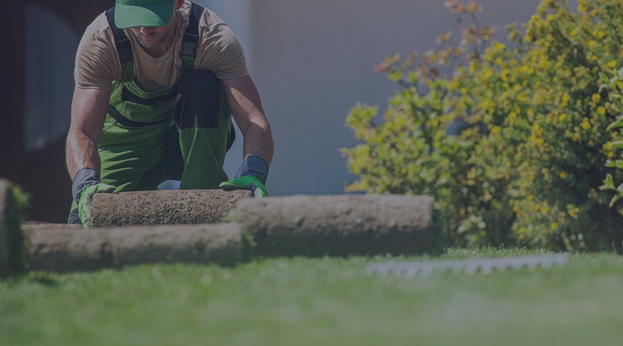 Man rolling out grass sod